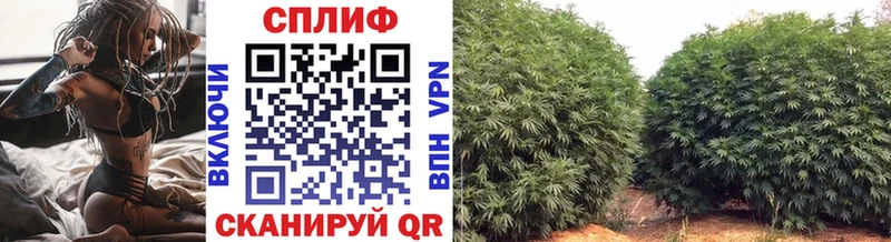 мориарти телеграм  Сурск  МАРИХУАНА планчик 